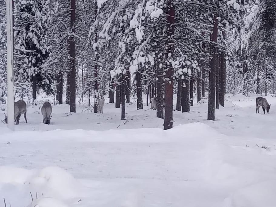 Cozy House Close To Santavillage Рованиеми Екстериор снимка